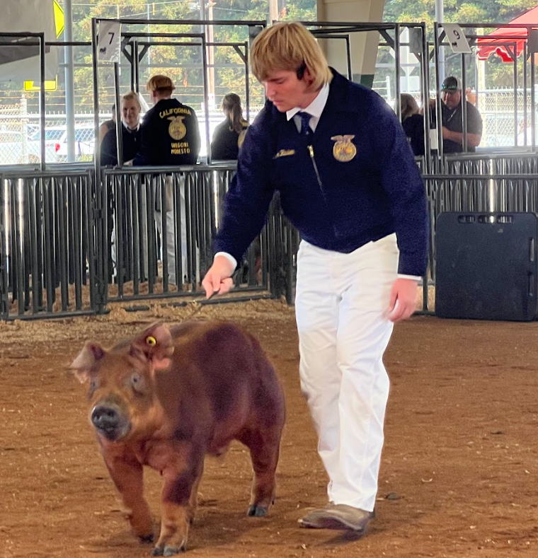 FFA show