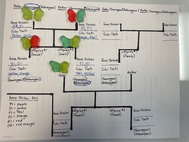 Genetics lesson in Science
