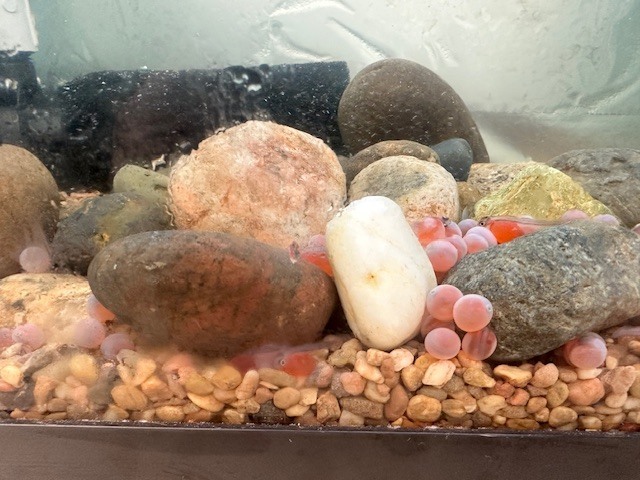 Class Chinook Salmon eggs