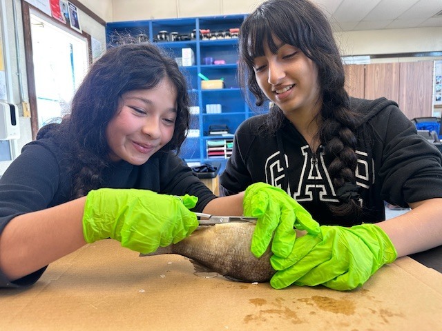 Dissection and Education on Perch morphology and anatomy