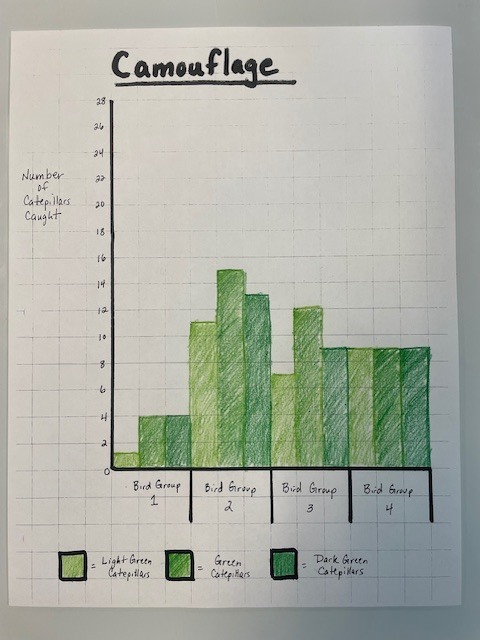 Science Camouflage  Experiment