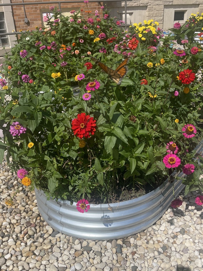 Webster pollinator garden