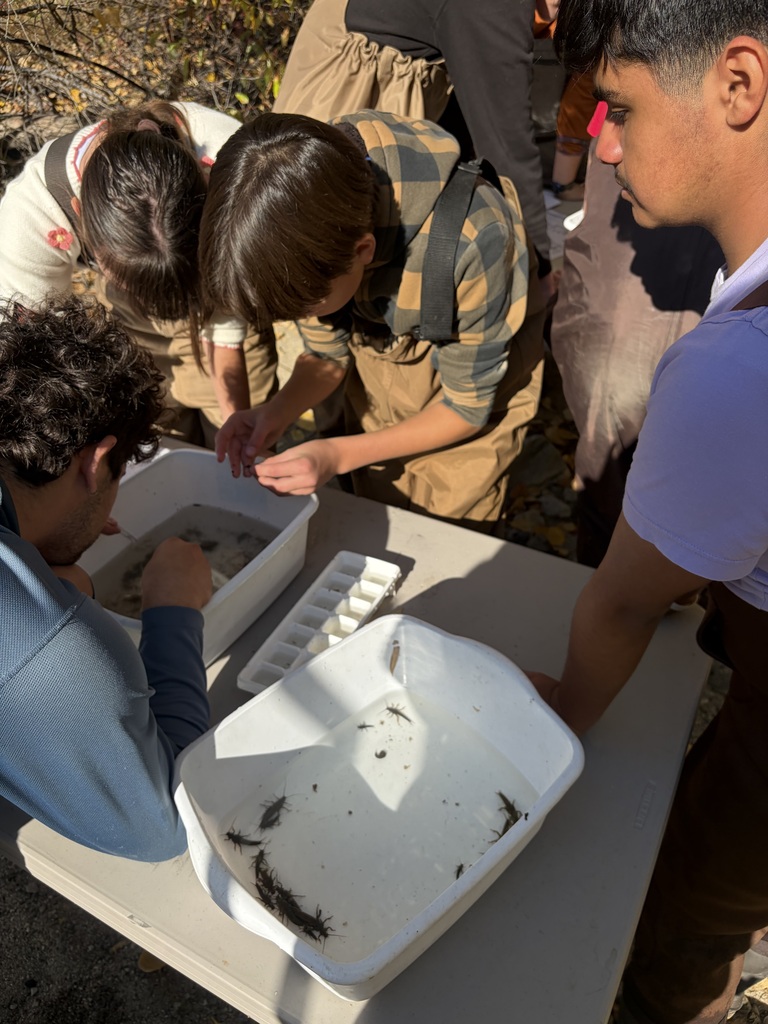 Students looking through water samples