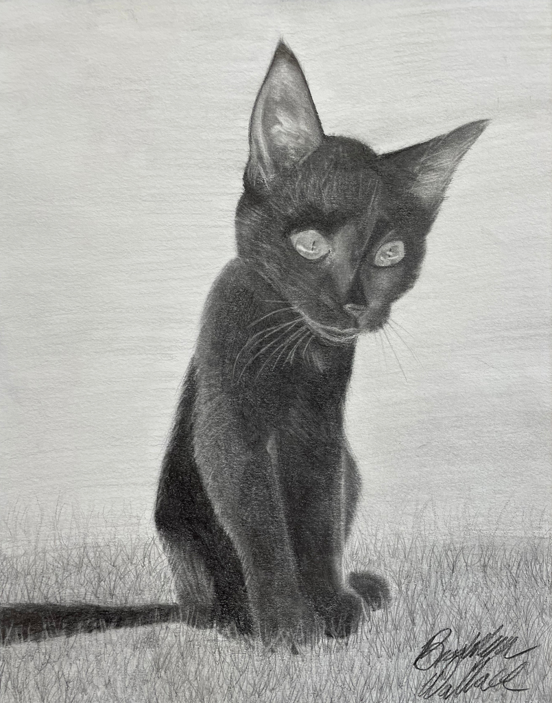 cat drawing