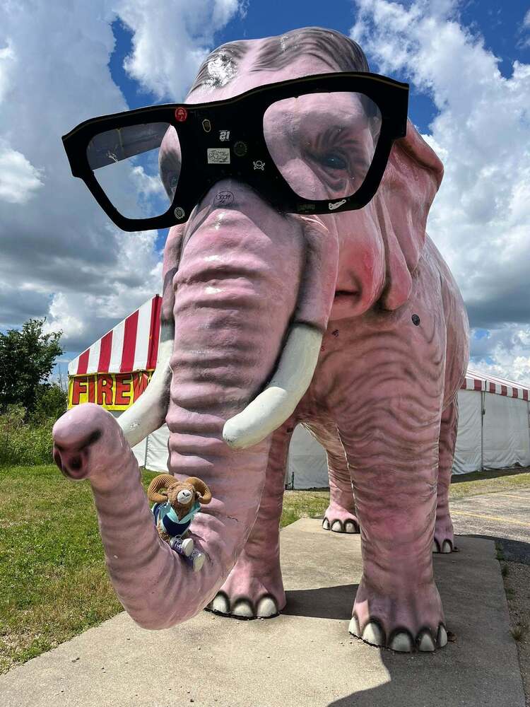 Pink elephant with glases