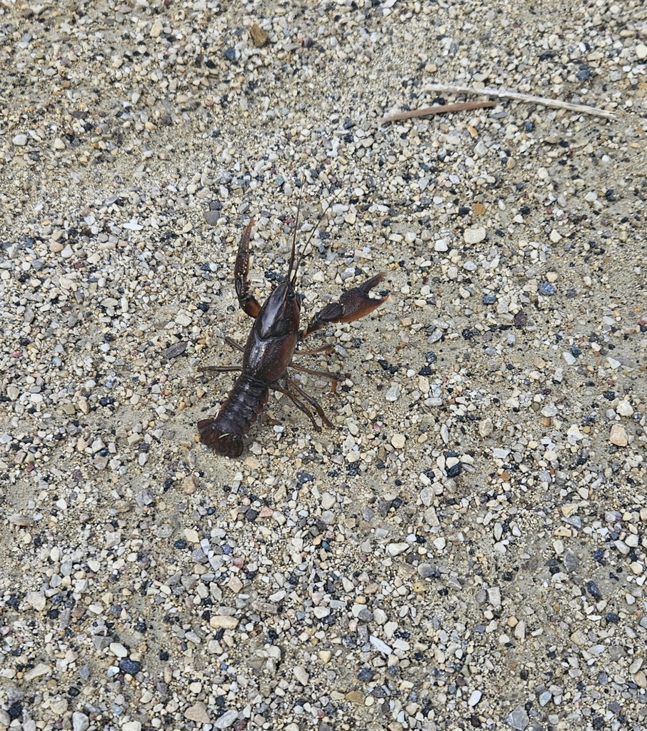 A crayfish on the path