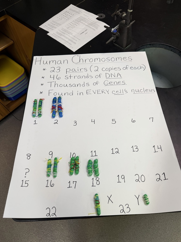 human chromosomes posterboard