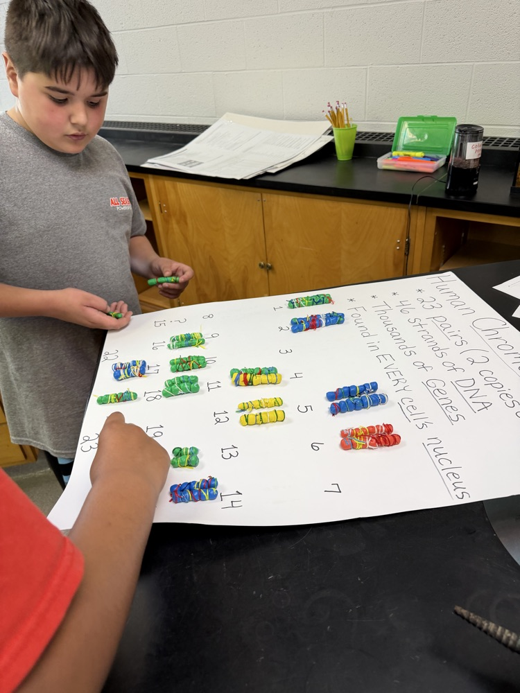 students adding their model chromosomes to the posterboard