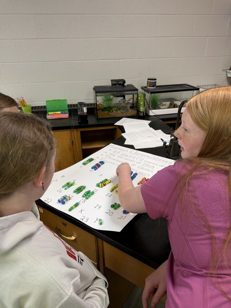 students adding their model chromosomes to the posterboard
