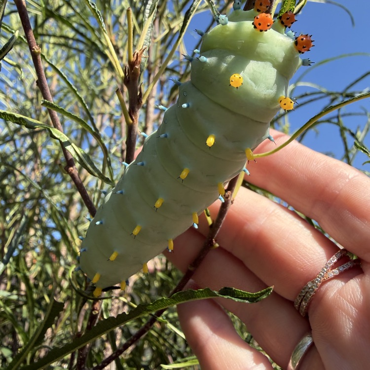 A picture of a green giant caterpillar found on the recess playground