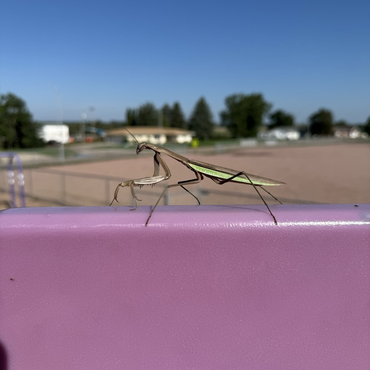 A picture of a praying mantis found on the recessed playground