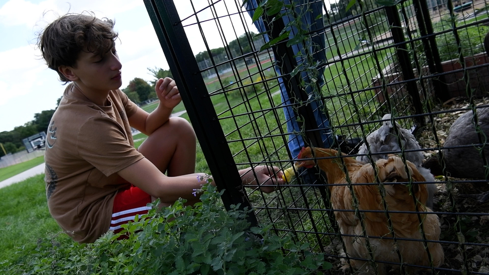 A male student feeds a yellow piece of fruit to a brown chicken through the bars of a wire cage in the garden at Wauwatosa Montessori School.