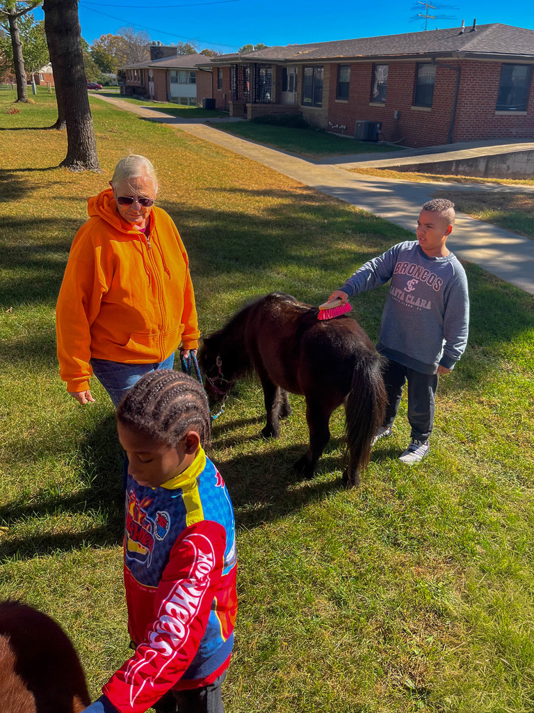 Two children brushing mini horses