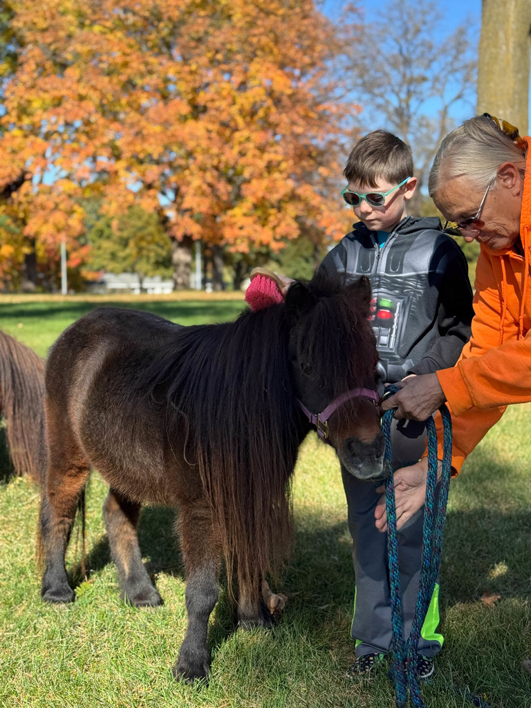 A child brushing a mini horse