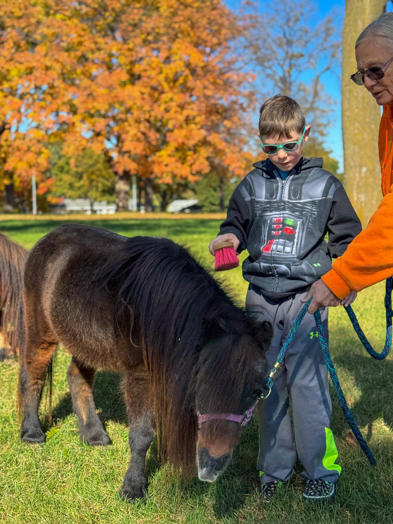 A child brushing a mini horse