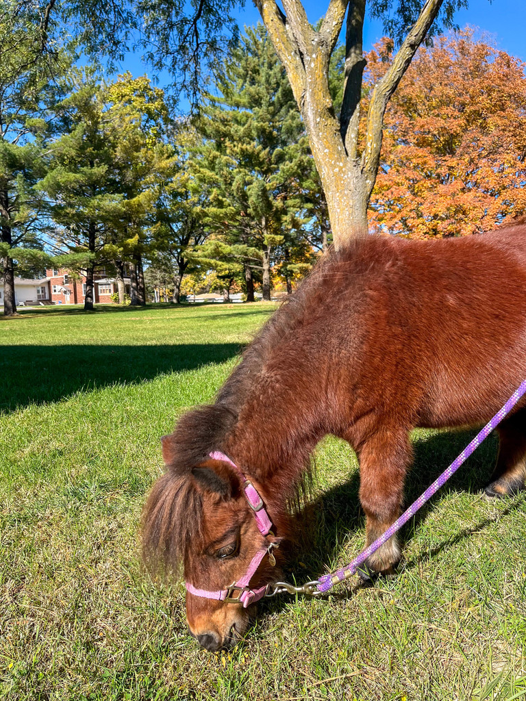 A mini horse with trees in the background