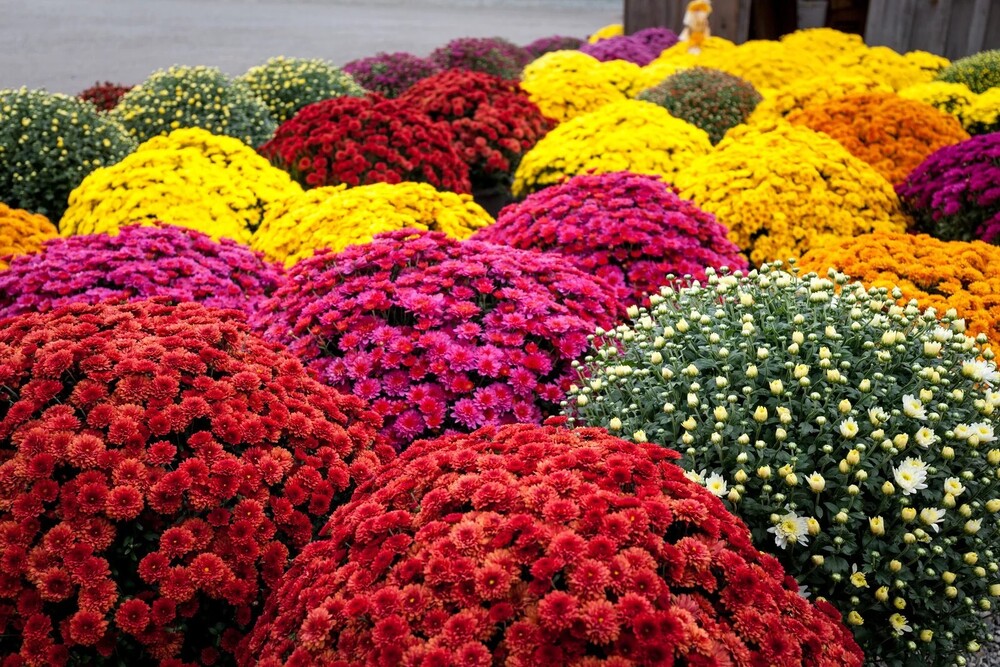 Mum plants