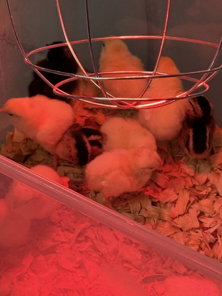 chick1