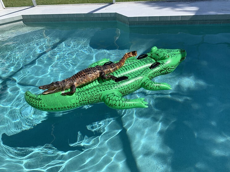 alligator pool float