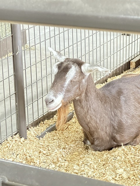 goat