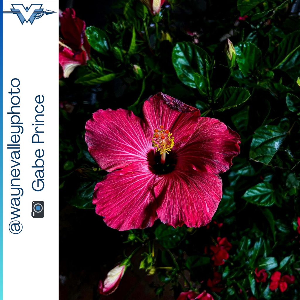 📷 WOW! 📷 These pictures are worth more than a thousand words. #wayneschoolsnj #waynevalleyhs #waynevalleyphoto