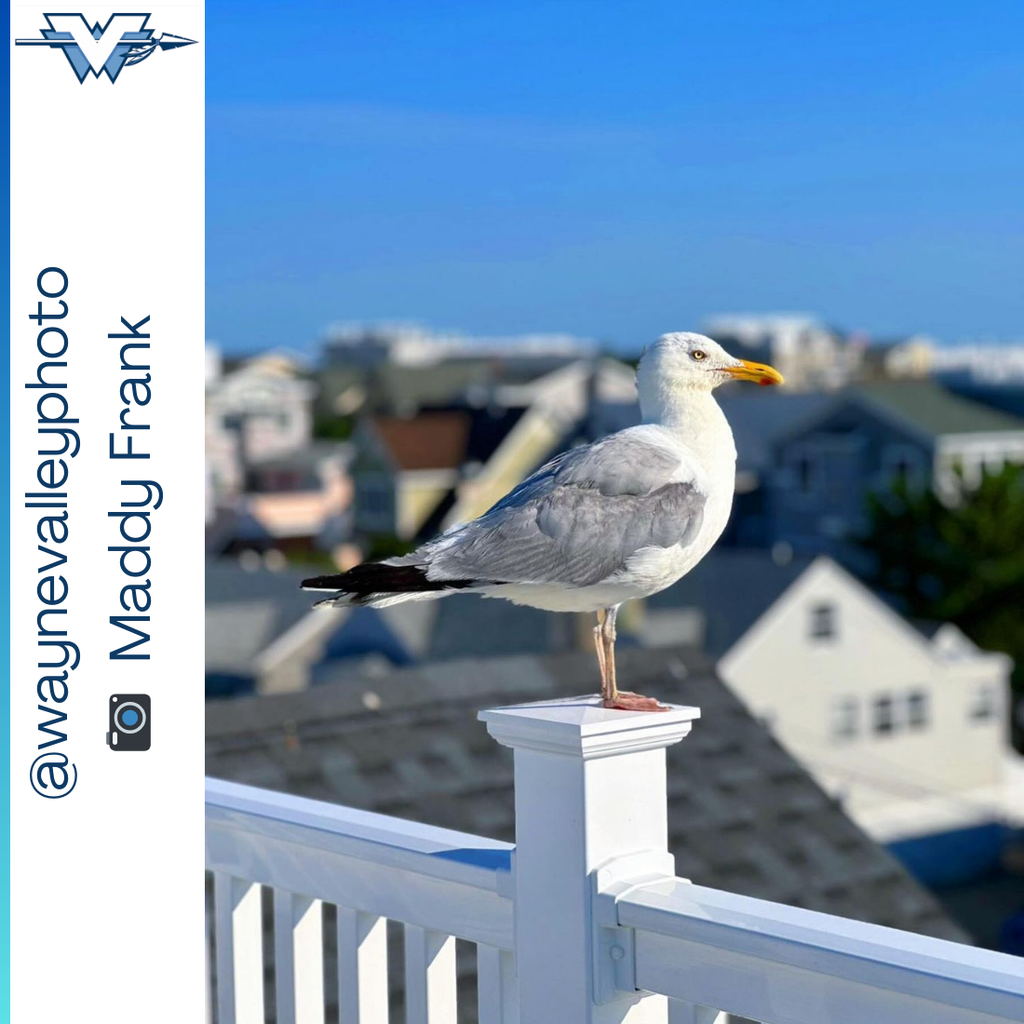 📷 WOW! 📷 These pictures are worth more than a thousand words. #wayneschoolsnj #waynevalleyhs #waynevalleyphoto