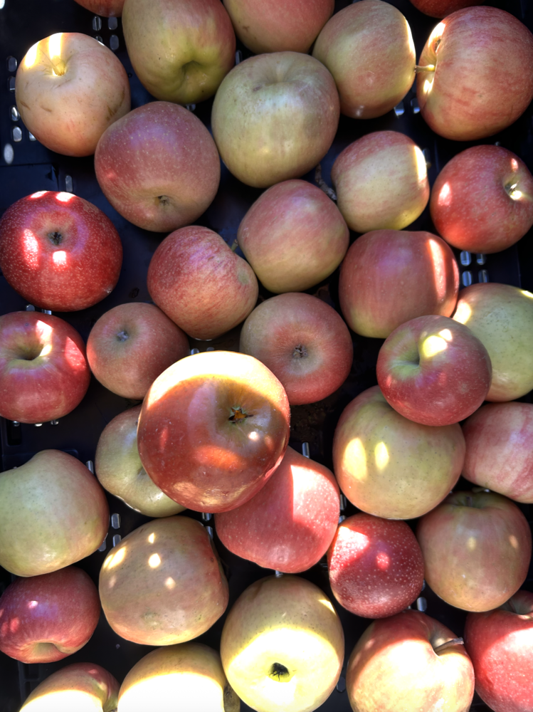 apples