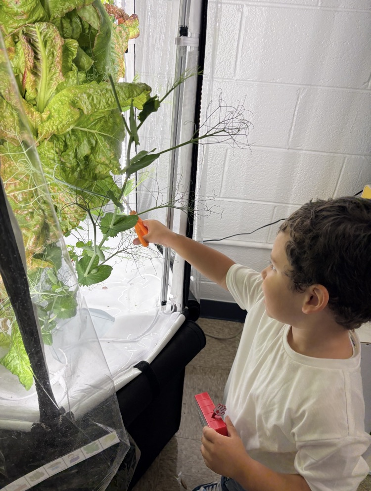 hydroponics 