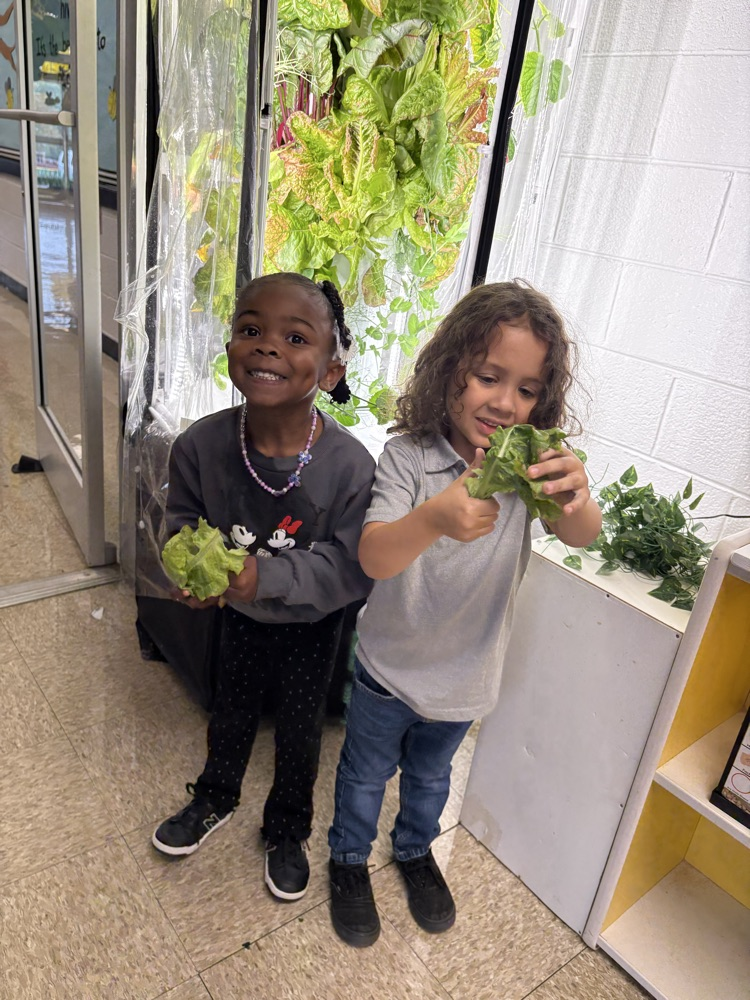 hydroponics 