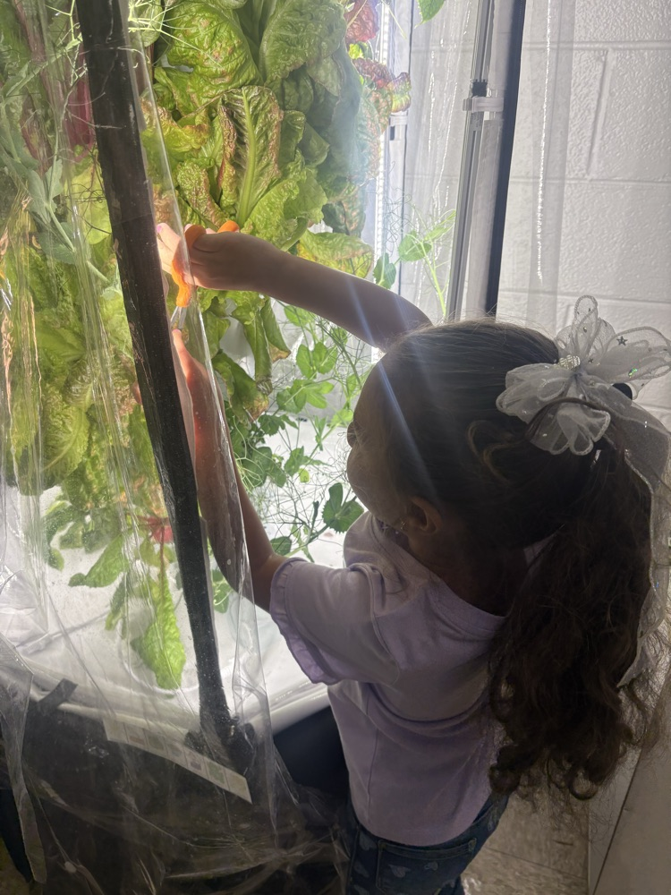 hydroponics 