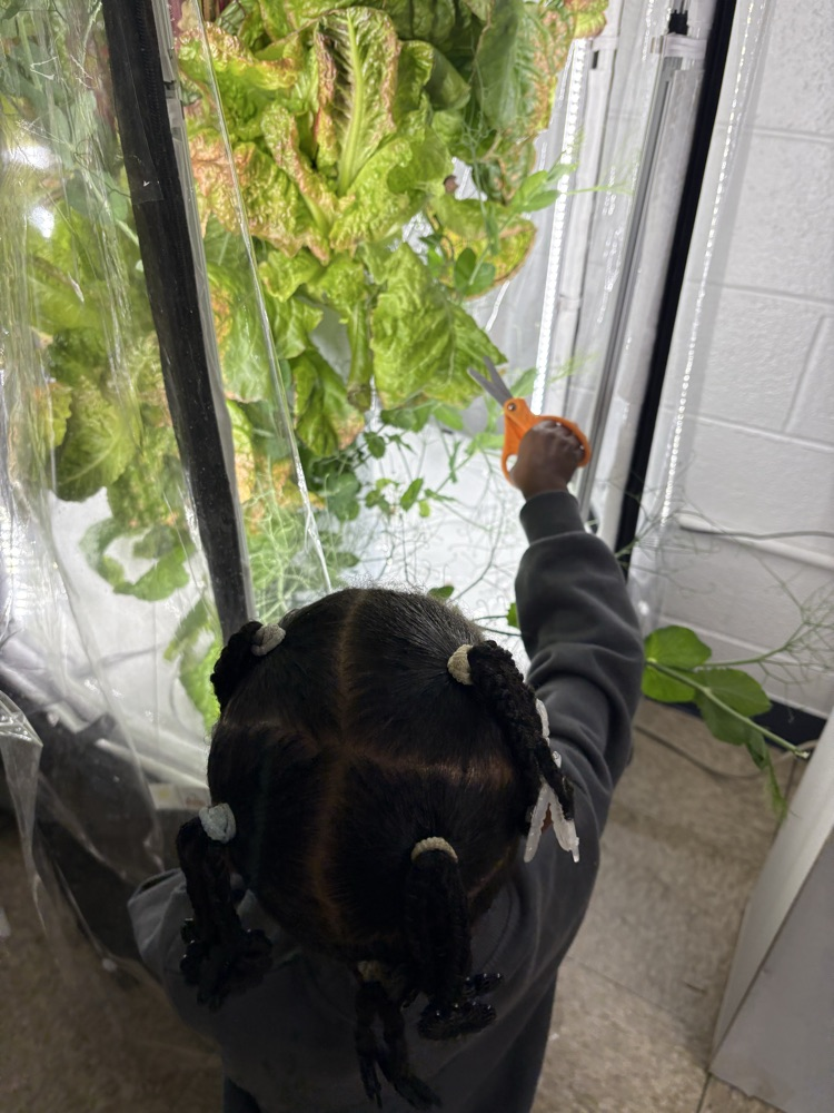 hydroponics 