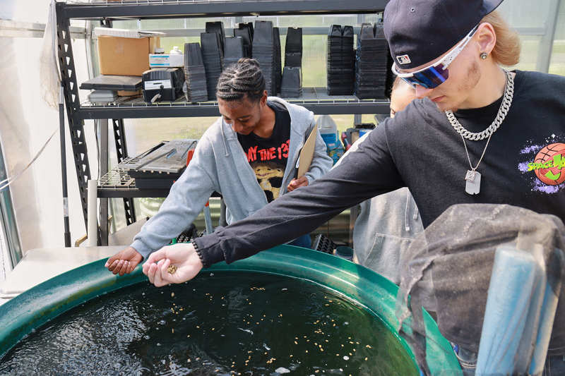 Students feeding the tilapia.