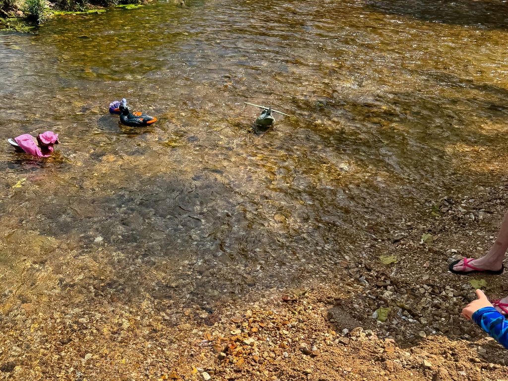Duck Race