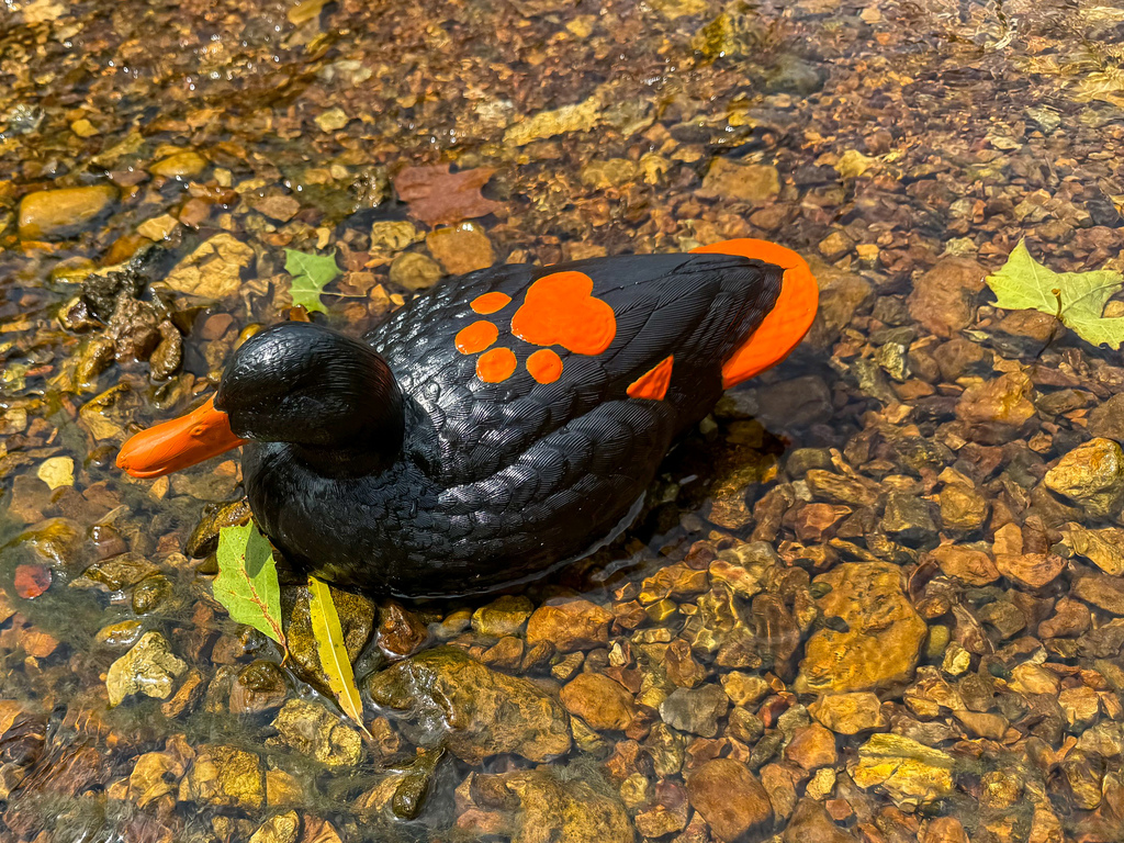 Duck Race