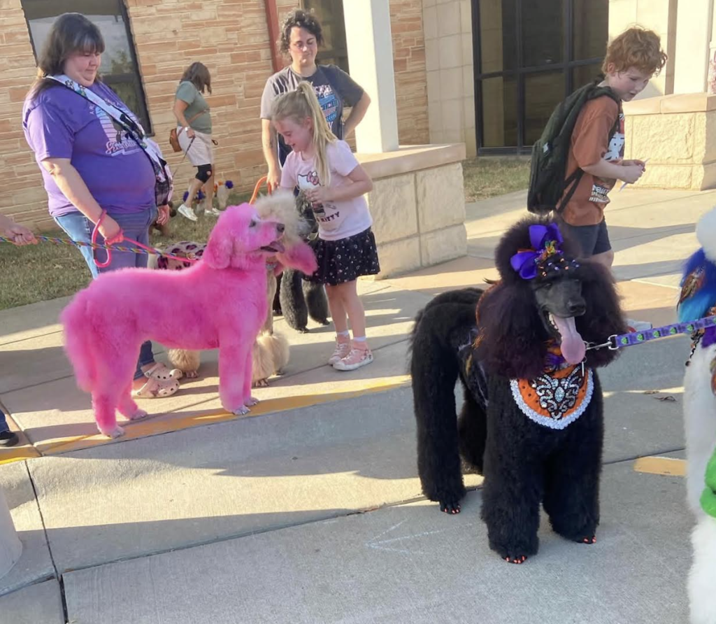 Poodles!