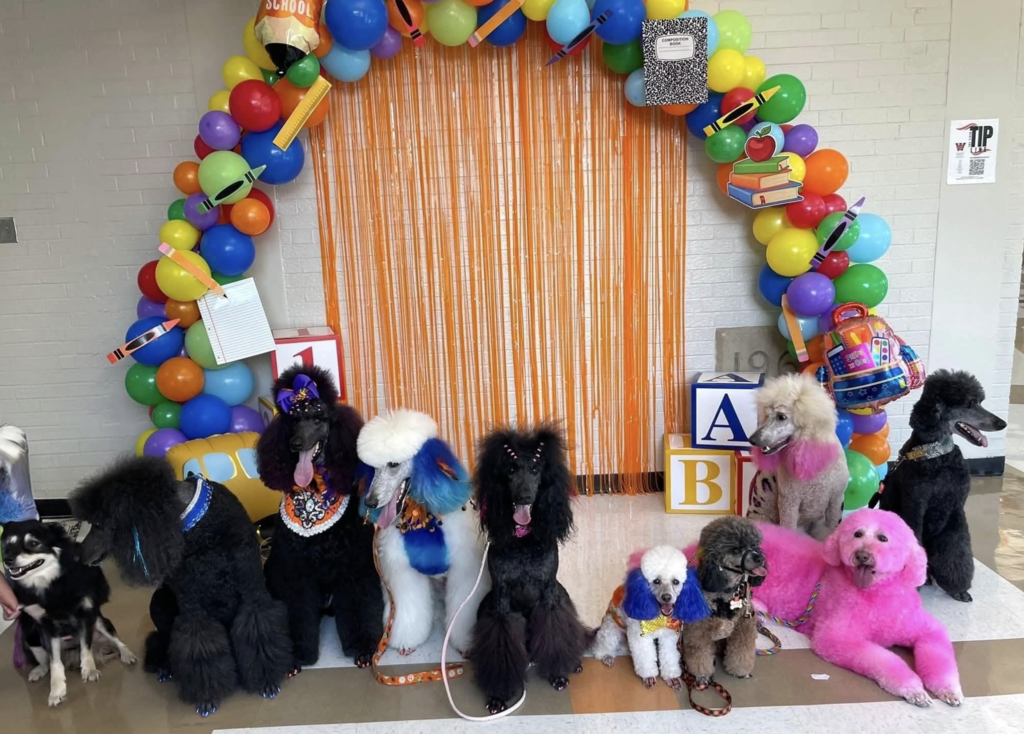 Dogs