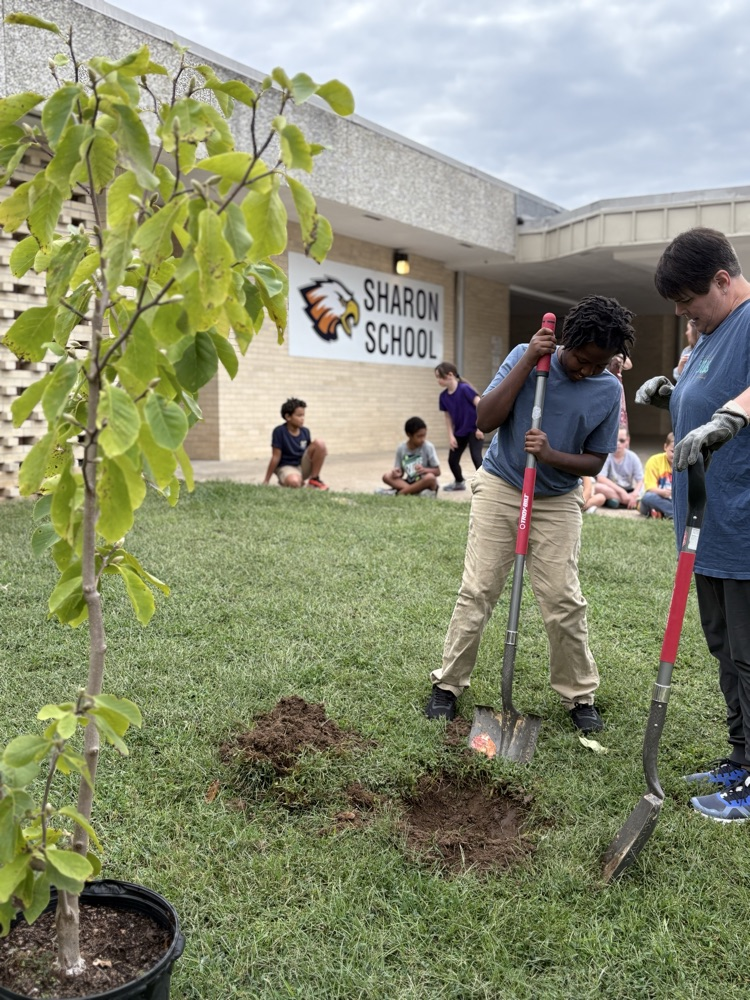 Planting a Tree 3