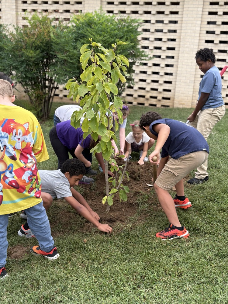Planting a Tree 10
