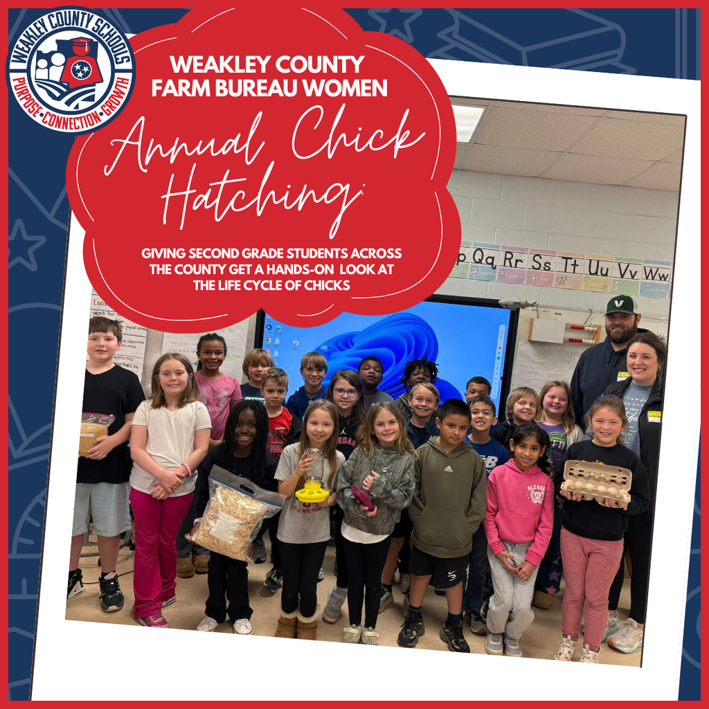 Graphic titled “Weakley County Farm Bureau Women Annual Chick Hatching,” featuring a photo of elementary students holding egg cartons, chick feed, and a small chick feeder in a classroom. Text explains the program gives second grade students a hands-on look at the life cycle of chicks.