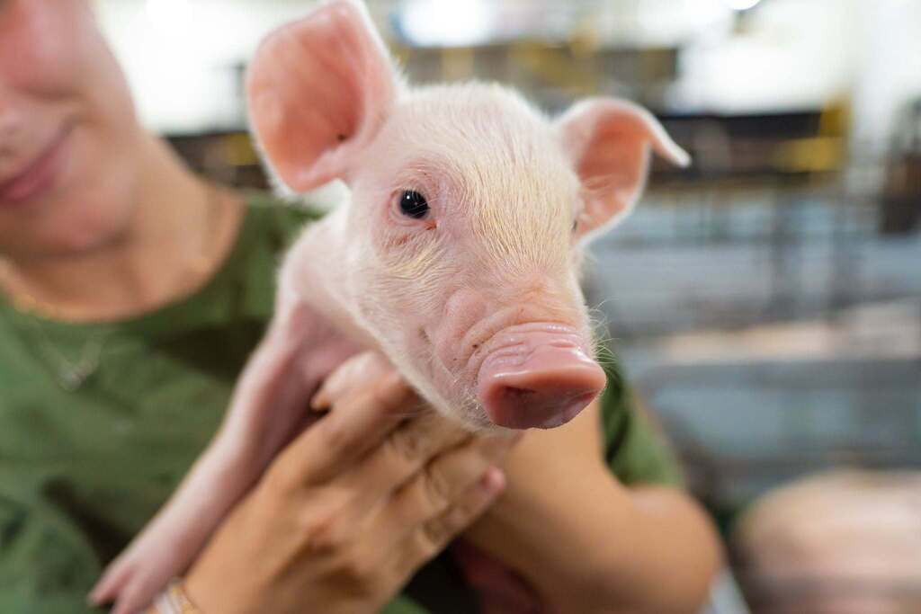A person in green holds a small pig, which has pink ears and a black eye. A blurred background shows a cage.