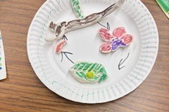 Butterfly Life Cycle