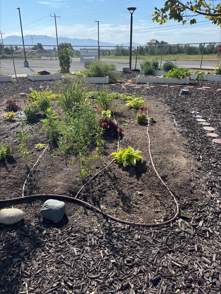 Picture of School Garden