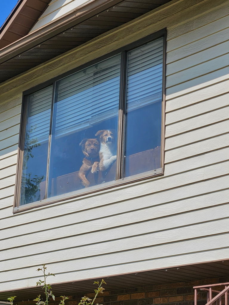 Mrs. Waldron's dog in a window