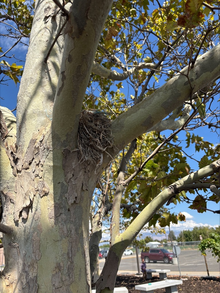 bird nest