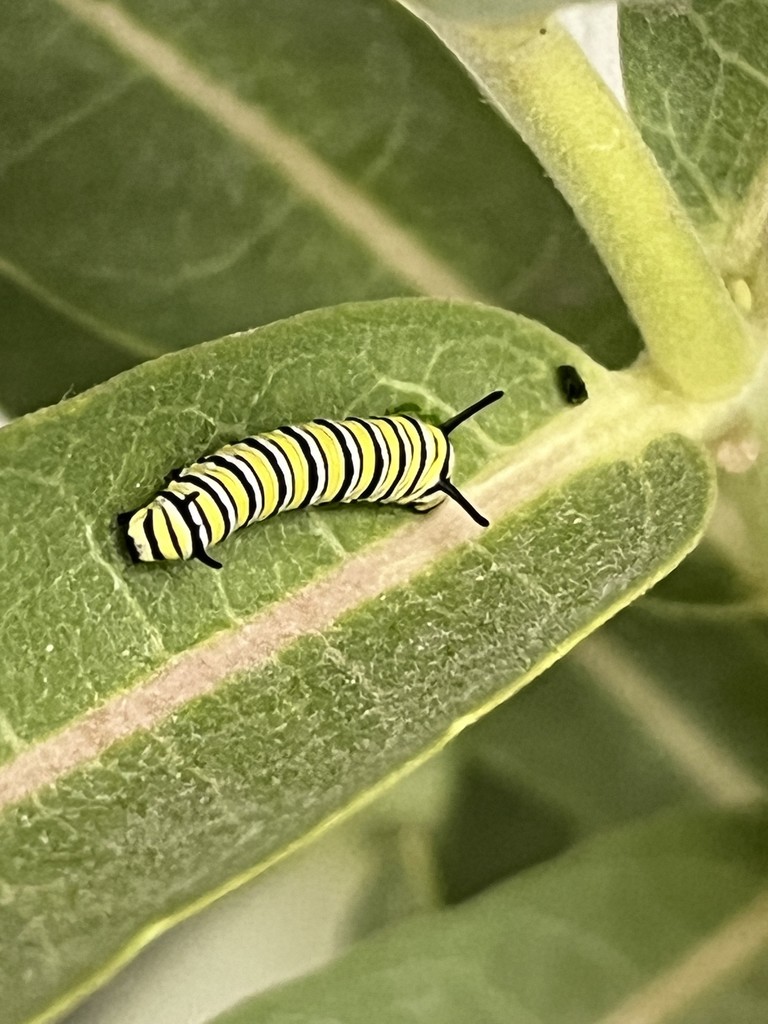 Catapillar on Leaf