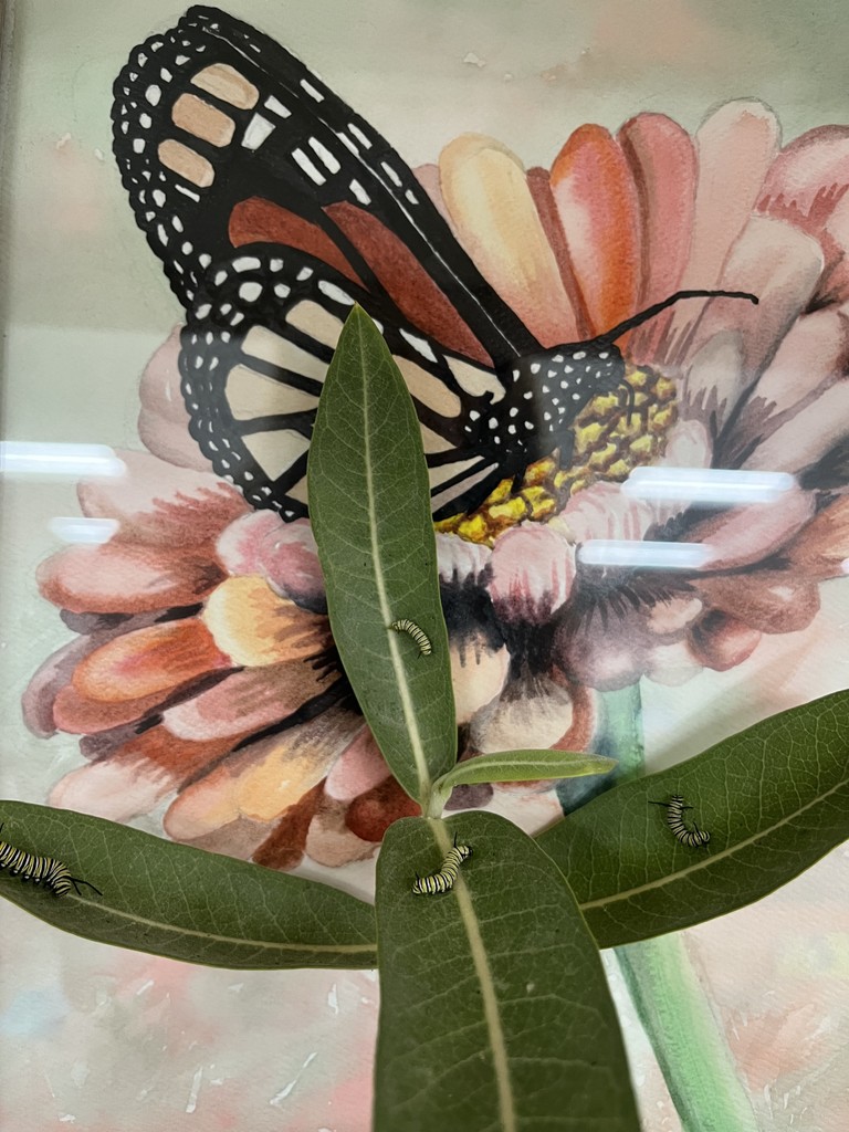 Catapillars on milkweed leaves 