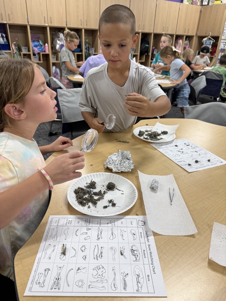 Two students exploring owl pellets in science.