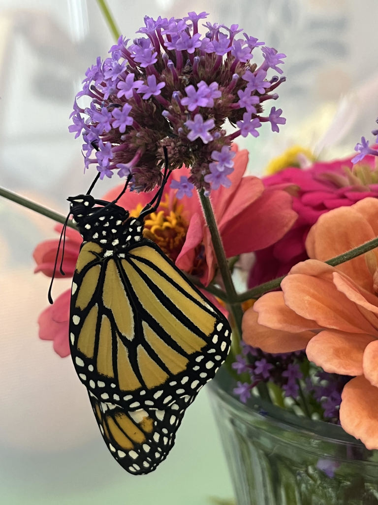 Baby Monarch Butterfly hatched at WJH
