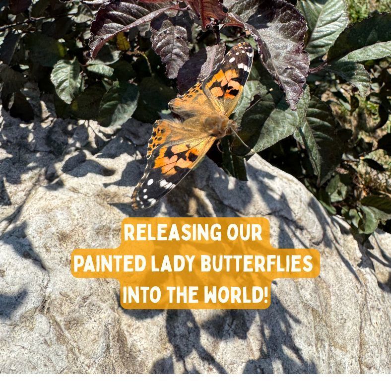 2nd grade spotlight: Releasing our painted lady butterflies into the world!