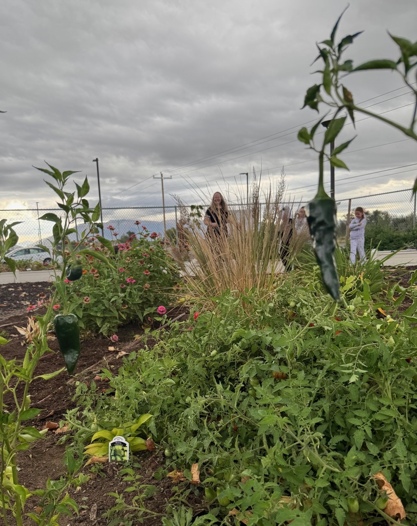 school garden
